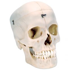 Lebka realistická - kost lebky rozložitelná na poloviny - 6 část