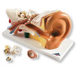 Ucho - třikrát zvětšeno - 4 části