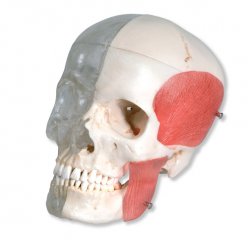 Model lebky - průhledná a kosti se svaly - 8 částí