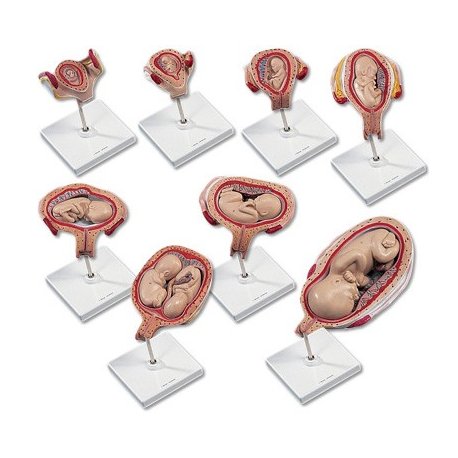 Série modelů těhotenství