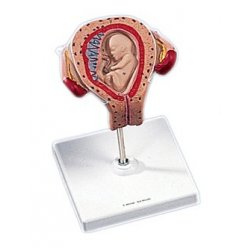 Embryo v třetím měsíci těhotenství