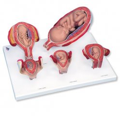 Modely těhotenství - 5 modelů