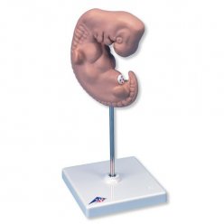 Embryo - 25x zvětšené