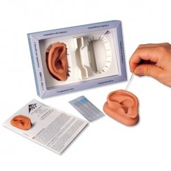 Ucho s akupunkturními body (2 ks)