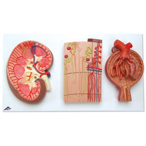 Řez ledvinou - nefrony, cévy a ledvinové tělísko