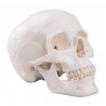 Klasický model lidské lebky - 3 části. Rozměr modelu lebky: 20x13,5x15,5 cm, hmotnost: cca 0,6 kg Tento model je vhodný pro základní studium anatomie lidské lebky. Často je také využíván jako dárek pro studenty medicíny, lékaře apod. jako dekorace ordinací.