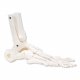 Kostra nohy s částí kosti holení a lýtkové - pohyblivá - pravá