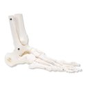 Kostra nohy s částí kosti holení a lýtkové - pohyblivá