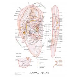 Schéma - Aurikuloterapie