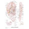 Barevný anatomický plakát ušní akupunktury podle systému francouzského lékaře Dr. Nogiera.