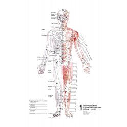 Schéma - Topografie akupunkturních bodů 1. 2. 3