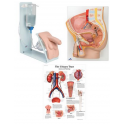 Anatomická sada BASIC Mužská katetrizace a močové cesty